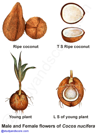 palm family, arecaceae, coconut tree, cocos nucifera, palmae, free notes